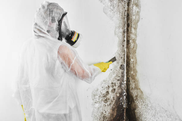 Best Residential Mold Remediation in Woodland Heights, PA