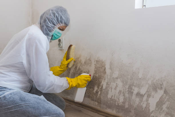 Reliable Woodland Heights, PA Mold Remediation Solutions
