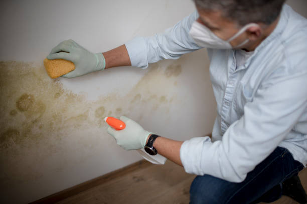 Best Localized Mold Remediation (e.g., coastal areas, humid climates) in Woodland Heights, PA