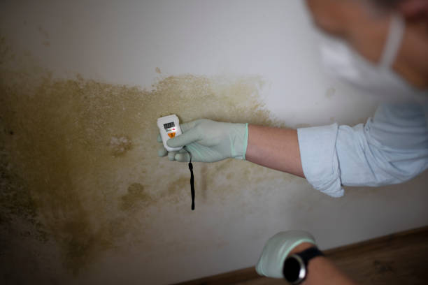 Best Industrial Mold Remediation in Woodland Heights, PA