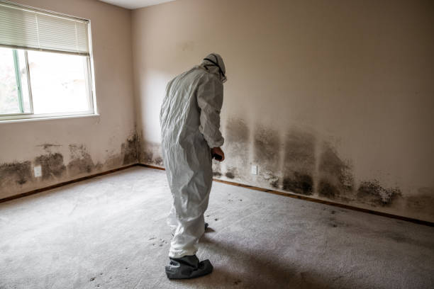 Best Emergency Mold Remediation in Woodland Heights, PA