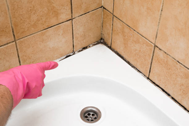 Best Basement Mold Remediation in Woodland Heights, PA